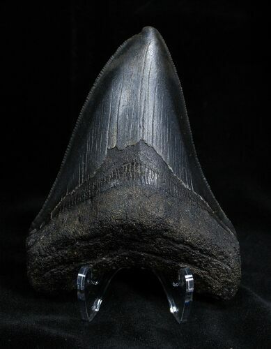 Dark Inch Megalodon Tooth - Serrated #1385
